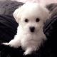 Bichon Frise Puppies for sale in Maryland City, MD, USA. price: NA