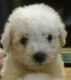 Bichon Frise Puppies for sale in New York, IA 50238, USA. price: NA