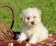 Bichon Frise Puppies for sale in Mendon, IL 62351, USA. price: NA