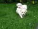 Bichon Frise Puppies for sale in Austin, TX, USA. price: NA