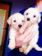 Bichon Frise Puppies for sale in Peachtree Rd NE, Atlanta, GA, USA. price: $250