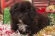 Bichon Frise Puppies for sale in Castle Pines, CO 80108, USA. price: NA
