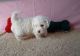 Bichon Frise Puppies for sale in New Haven, MI 48050, USA. price: $400
