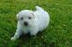 Bichon Frise Puppies for sale in New Haven, MI 48050, USA. price: $460