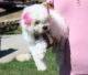 Bichon Frise Puppies for sale in New Haven, MI 48050, USA. price: NA