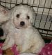 Bichon Frise Puppies for sale in Court Pl, Denver, CO, USA. price: NA