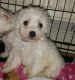 Bichon Frise Puppies for sale in United States. price: NA