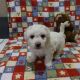 Bichon Frise Puppies for sale in Canton, OH, USA. price: NA