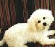 Bichon Frise Puppies for sale in Bay St Louis, MS 39520, USA. price: NA