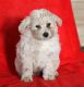 Bichon Frise Puppies for sale in California St, San Francisco, CA, USA. price: NA
