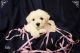 Bichon Frise Puppies for sale in Punta Gorda, FL, USA. price: NA