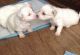 Bichon Frise Puppies for sale in SC-14, Fountain Inn, SC 29644, USA. price: NA