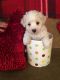 Bichon Frise Puppies for sale in Ohio Township, OH, USA. price: NA