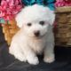 Bichon Frise Puppies for sale in Carlsbad, CA, USA. price: NA