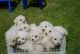 Bichon Frise Puppies for sale in 58503 Rd 225, North Fork, CA 93643, USA. price: NA
