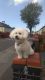 Bichon Frise Puppies for sale in Portland, ME, USA. price: $400