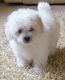 Bichon Frise Puppies for sale in Ghent, NY, USA. price: NA