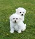 Bichon Frise Puppies for sale in El Paso, TX, USA. price: NA