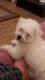 Bichon Frise Puppies for sale in Massachusetts Ave, Cambridge, MA, USA. price: $500