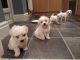 Bichon Frise Puppies for sale in Indianapolis, IN, USA. price: NA