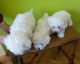 Bichon Frise Puppies for sale in White Hall, AR 71602, USA. price: $500