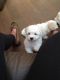 Bichon Frise Puppies for sale in Palm Springs, CA 92262, USA. price: $500
