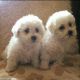 Bichon Frise Puppies for sale in Orange County, CA, USA. price: NA