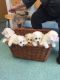 Bichon Frise Puppies for sale in Delaware, OH 43015, USA. price: NA