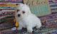 Bichon Frise Puppies for sale in Dover, DE, USA. price: $500