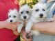 Bichon Frise Puppies for sale in Atlanta, GA, USA. price: $750