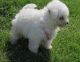 Bichon Frise Puppies for sale in West Lafayette, IN, USA. price: NA