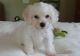 Bichon Frise Puppies for sale in Rice, MN 56367, USA. price: NA