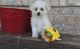 Bichon Frise Puppies for sale in Salem, OR, USA. price: $500