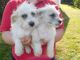 Bichon Frise Puppies for sale in Erie, PA, USA. price: NA