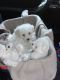 Bichon Frise Puppies for sale in 10001 US-4, Whitehall, NY 12887, USA. price: NA