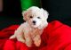 Bichon Frise Puppies for sale in Jacksonville, FL, USA. price: NA