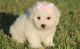 Bichon Frise Puppies for sale in Abbeville, SC 29620, USA. price: NA