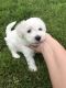 Bichon Frise Puppies for sale in Portland, OR, USA. price: $1,200