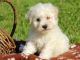 Bichon Frise Puppies for sale in Las Vegas, NV, USA. price: NA