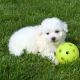 Bichon Frise Puppies for sale in Norwich, CT, USA. price: $650