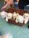 Bichon Frise Puppies for sale in Phoenix, AZ 85073, USA. price: NA