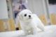 Bichon Frise Puppies for sale in FL-436, Casselberry, FL, USA. price: NA