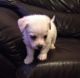 Bichon Frise Puppies for sale in Florence St, Denver, CO, USA. price: $400