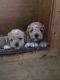 Bichon Frise Puppies for sale in Birmingham, AL 35226, USA. price: NA