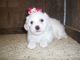 Bichon Frise Puppies for sale in Fresno, CA, USA. price: NA