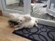 Bichon Frise Puppies for sale in Oakland, CA 94624, USA. price: NA