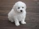 Bichon Frise Puppies for sale in New York County, New York, NY, USA. price: NA