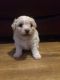 Bichon Frise Puppies for sale in NJ-3, Clifton, NJ, USA. price: NA