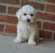 Bichon Frise Puppies for sale in Alabama Ave, Paterson, NJ, USA. price: NA