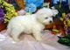 Bichon Frise Puppies for sale in Prince George, BC, Canada. price: $1,800